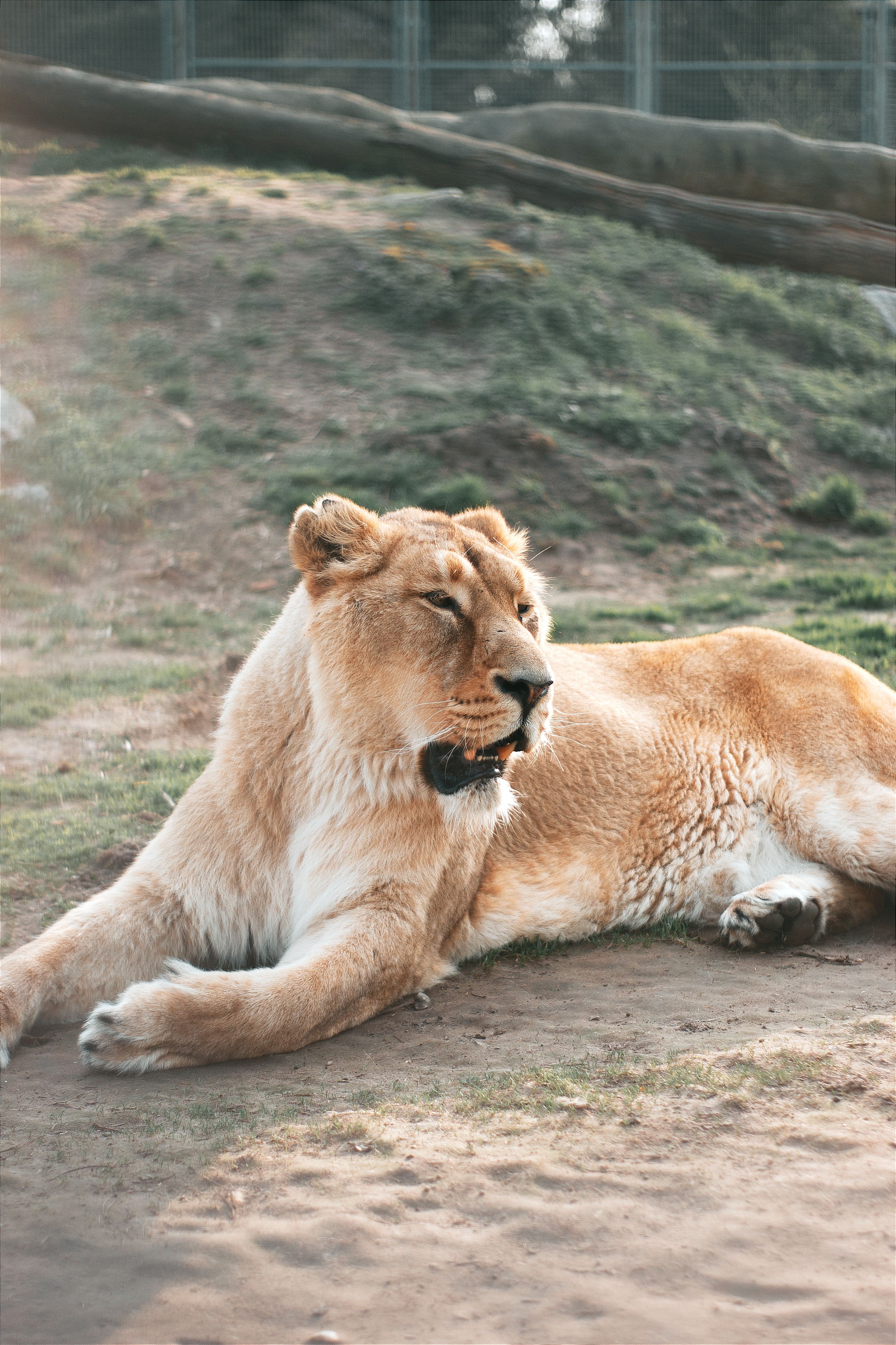 A serene lioness relaxing in her zoo enclosure, captured during daylight in Hungary.