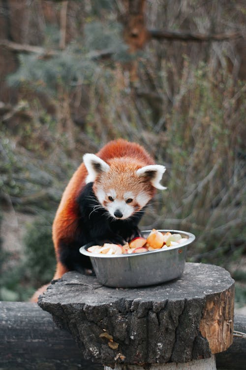 A red panda eating from a bowl of food