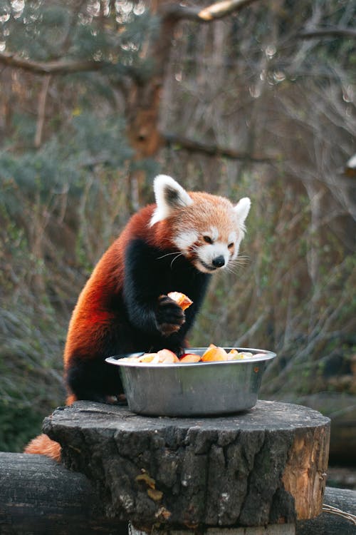Fotobanka s bezplatnými fotkami na tému kŕmenie, panda červená, príroda