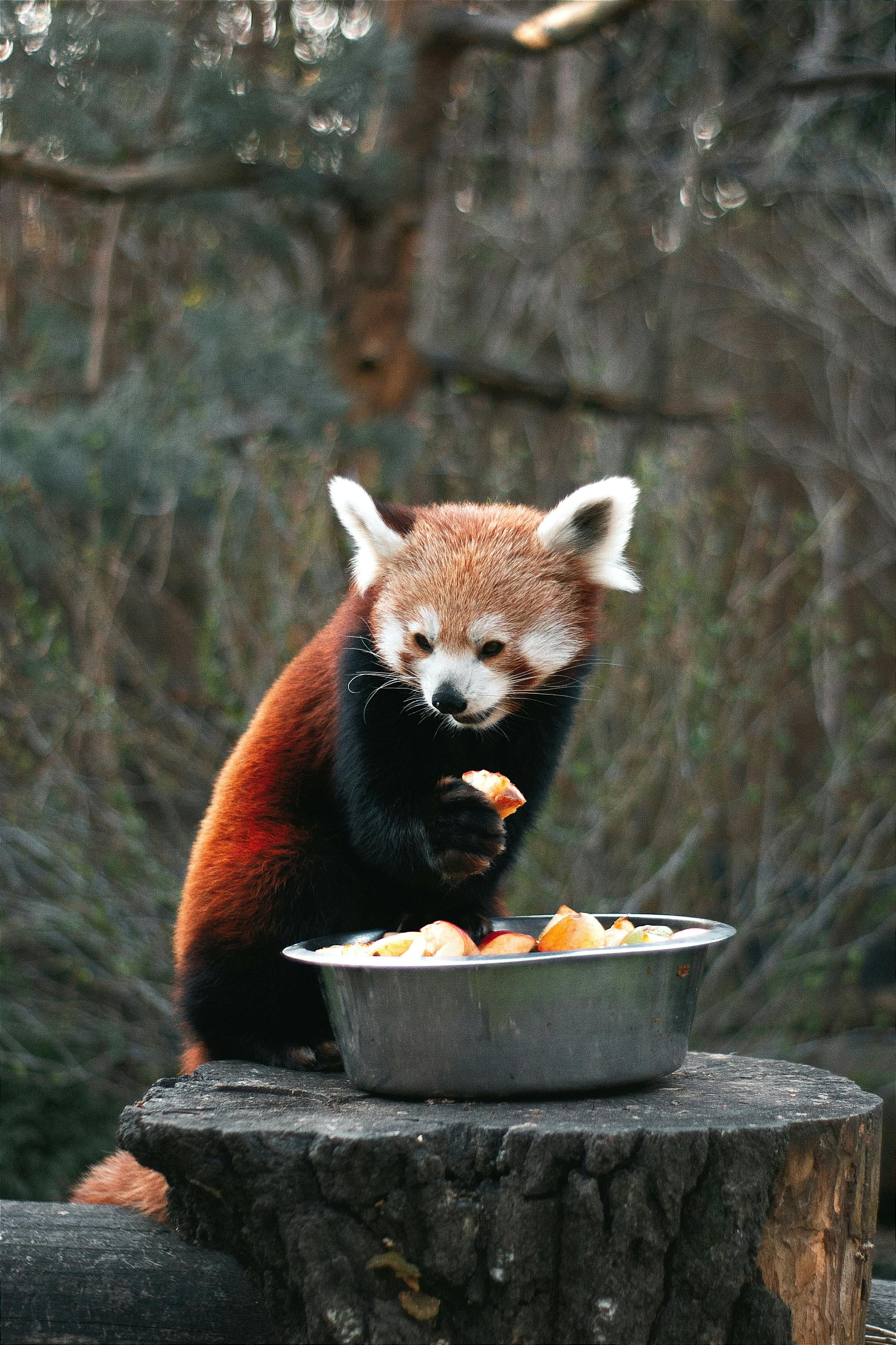A red panda enjoying fruits in a zoo environment captured during daylight.