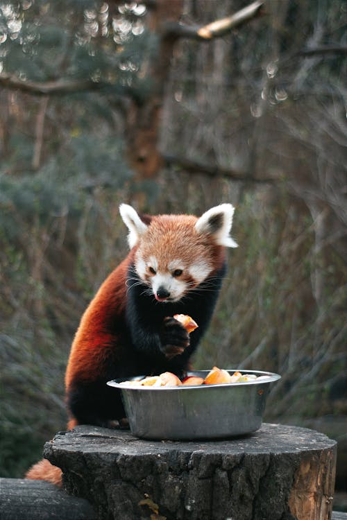 A red panda eating from a bowl