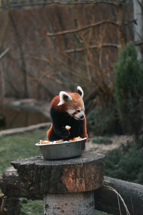 A red panda eating out of a bowl