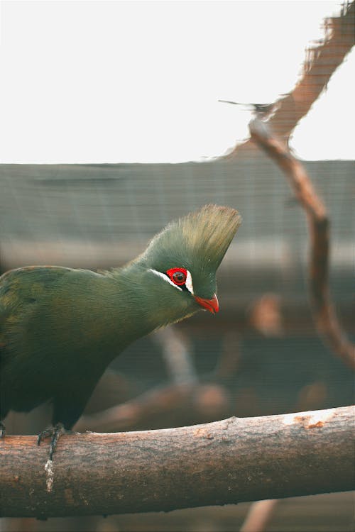 A bird with a red beak