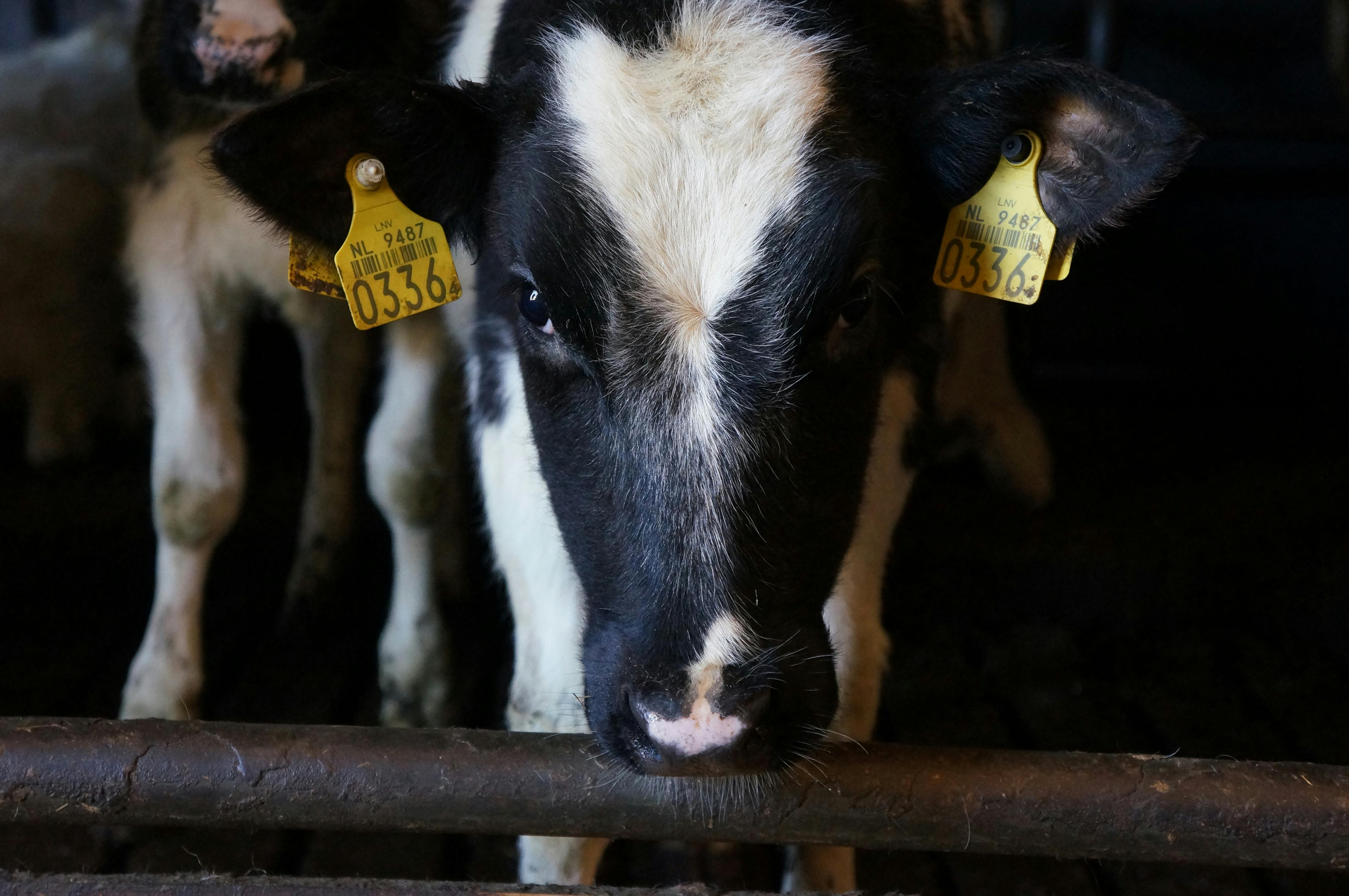 Cow with Yellow Labels in Ears · Free Stock Photo