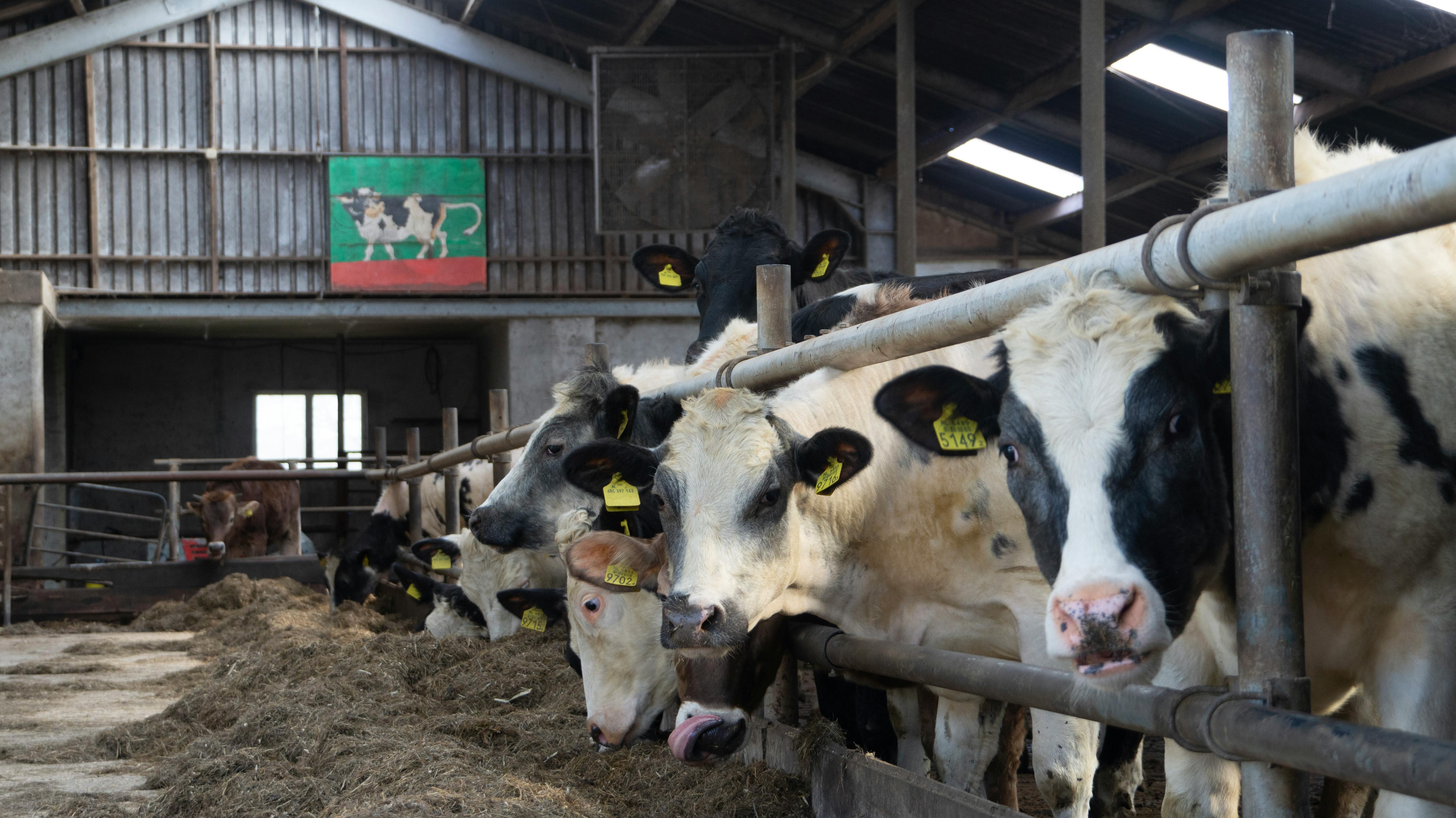 NASC proposes Animal Health Supplement Act for regulatory clarity — Photo by Freek Wolsink on Pexels