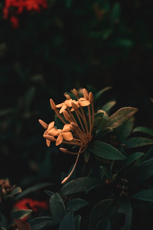 Gratis stockfoto met blad, bloem, bloemblaadje