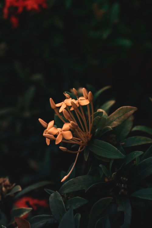 Free Close-up of vibrant yellow Ixora flowers blooming amidst green foliage in a dimly lit garden setting. Stock Photo