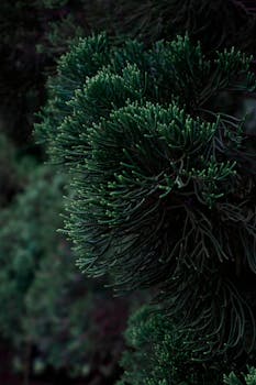 Detailed view of vibrant green foliage in a tropical forest, Foz do Iguaçu, Brazil.