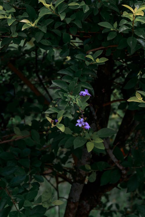 A small purple flower growing on a tree