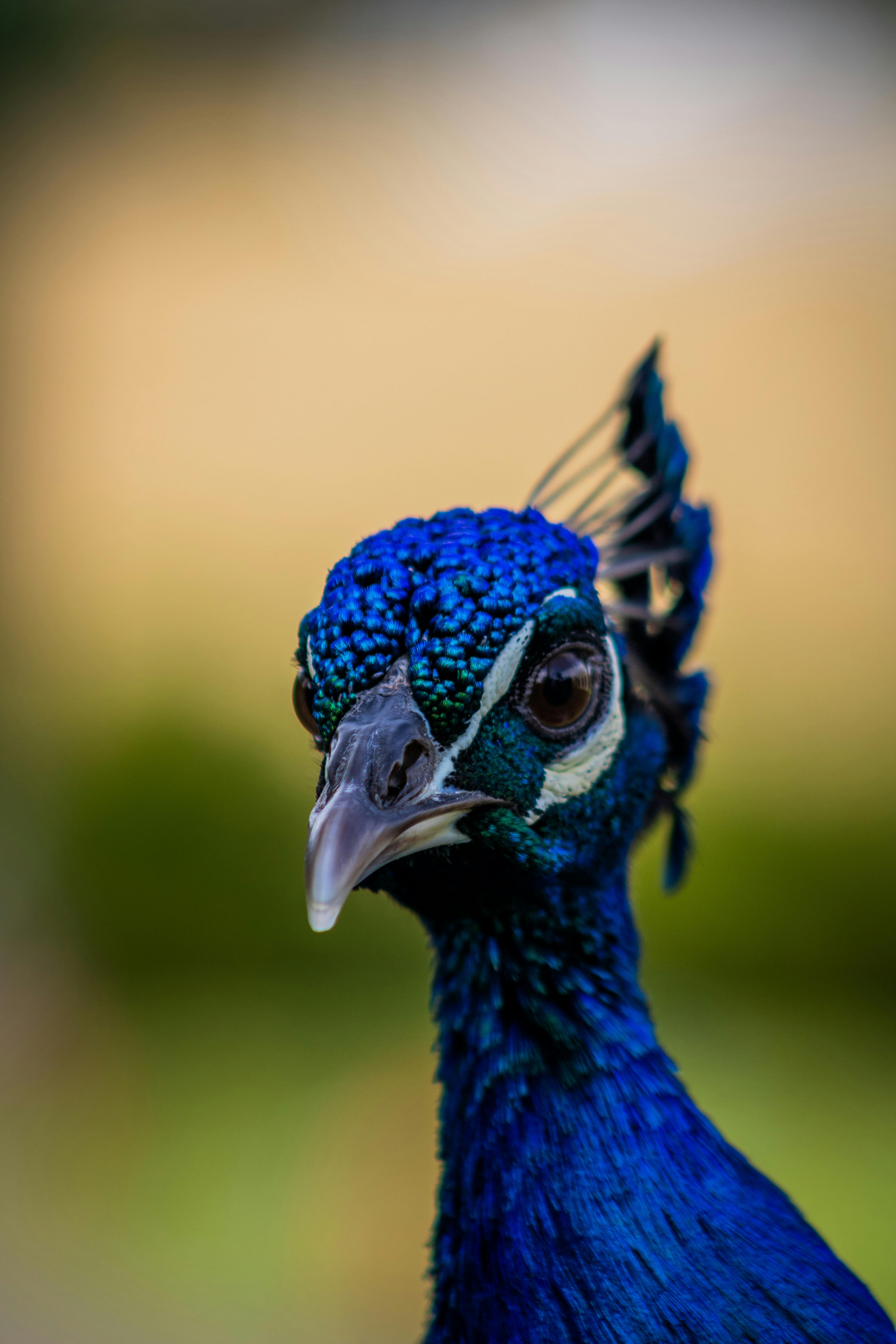 Peacock Dancing Photos, Download The BEST Free Peacock Dancing Stock ...