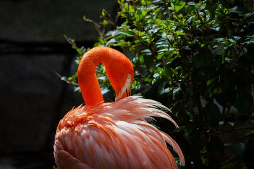 Free Bright pink flamingo preening elegantly amidst green leaves, showcasing wildlife beauty. Stock Photo
