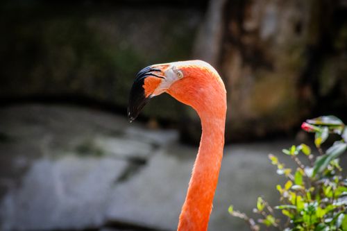 Free Close-up of a vibrant flamingo with black beak in its natural habitat. Stock Photo