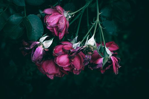 Dramatic close-up of vibrant red roses beginning to wither captured in nature.
