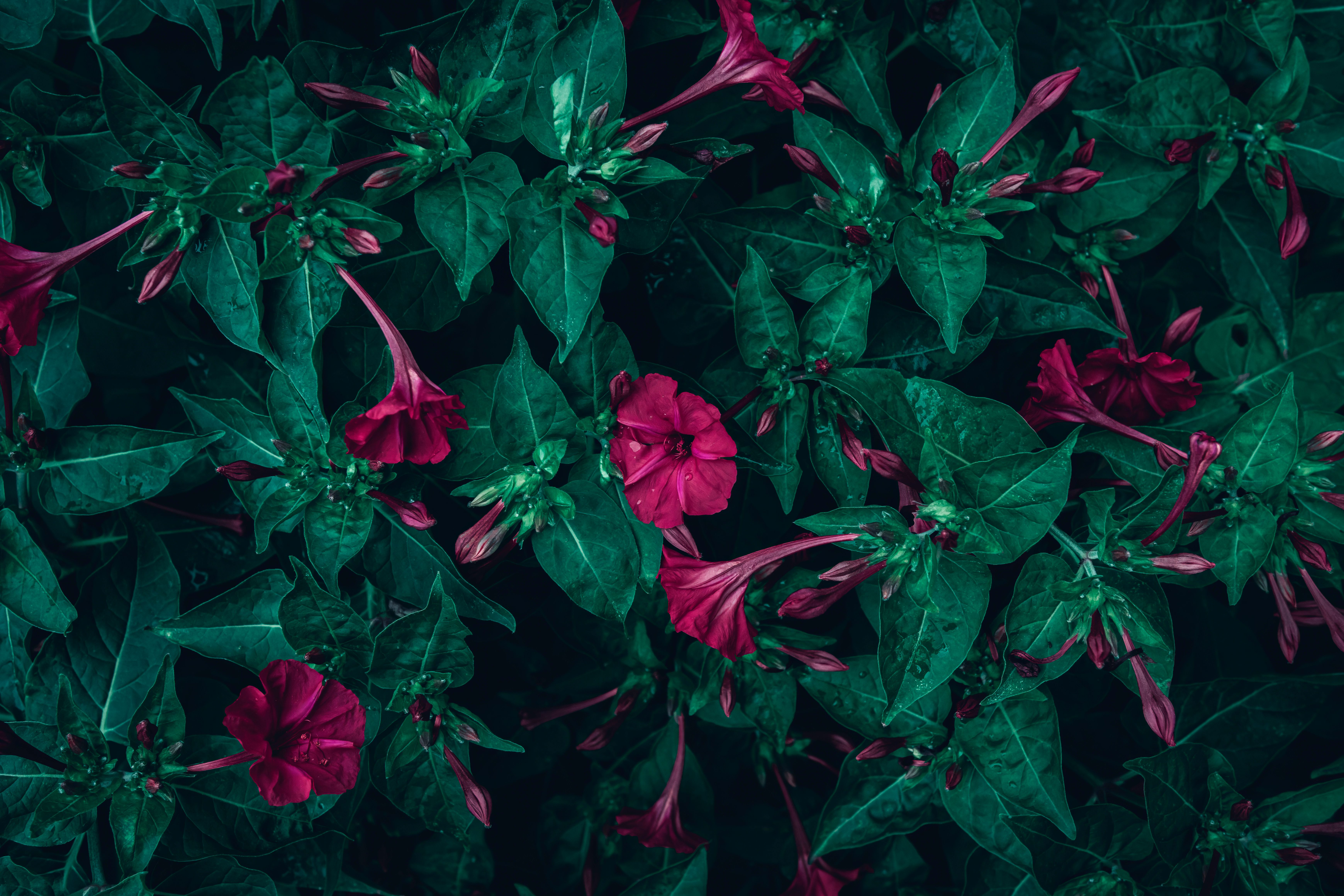 Gratuit Imagine de stoc gratuită din @în aer liber, a închide, aranjament floral Fotografie de stoc
