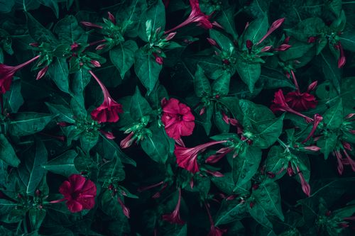 Gratuit Imagine de stoc gratuită din @în aer liber, a închide, aranjament floral Fotografie de stoc