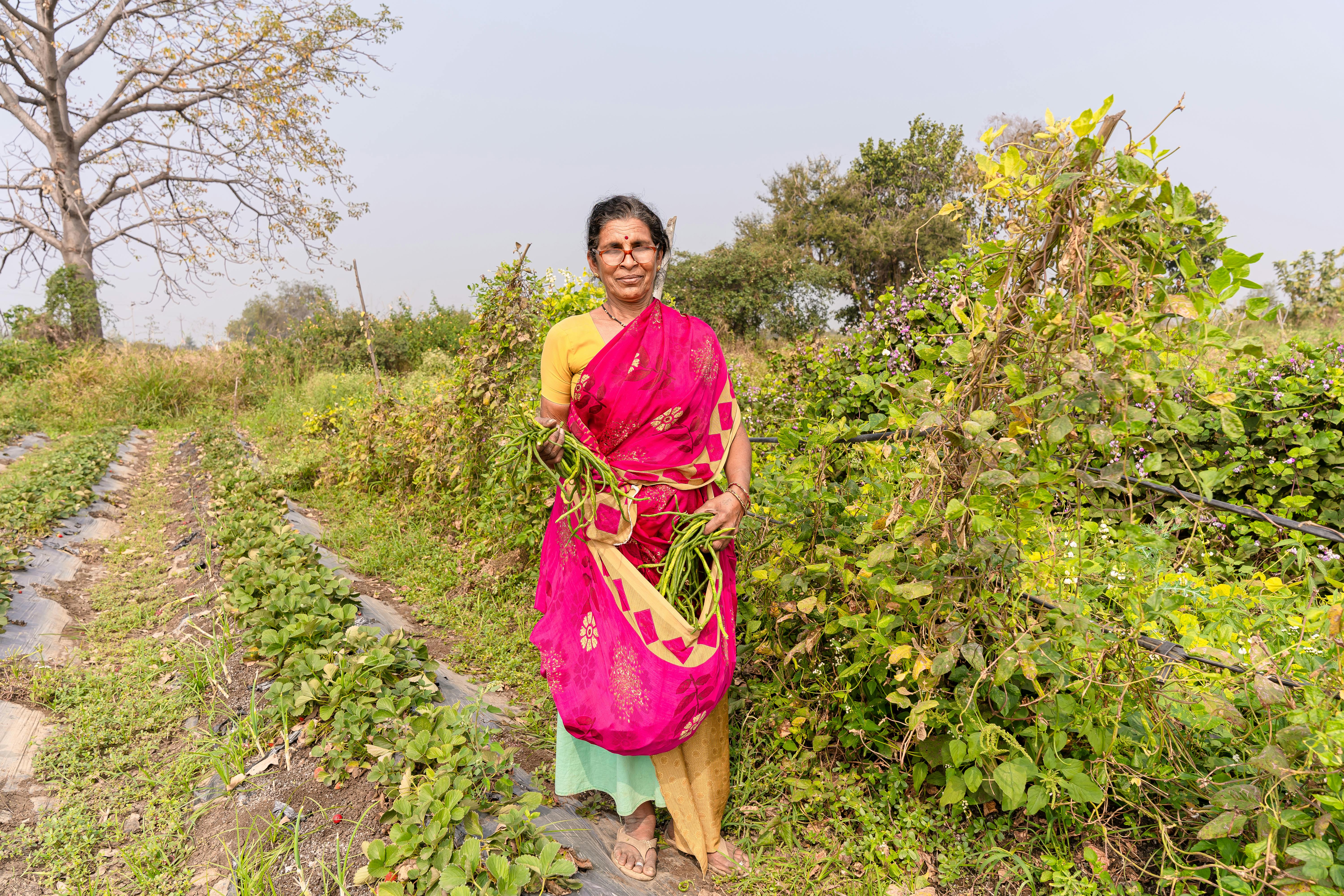 Indian woman in traditional sari harvesting crops in a lush rural field in Nagpur, India.