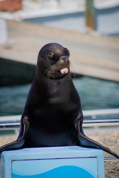 A cute seal sticking out its tongue at a port setting, adding a playful touch.