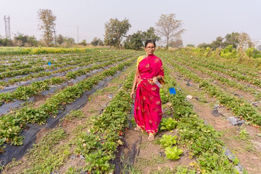 A woman in a red sari stands in a lush strawberry field, Nagpur, India.