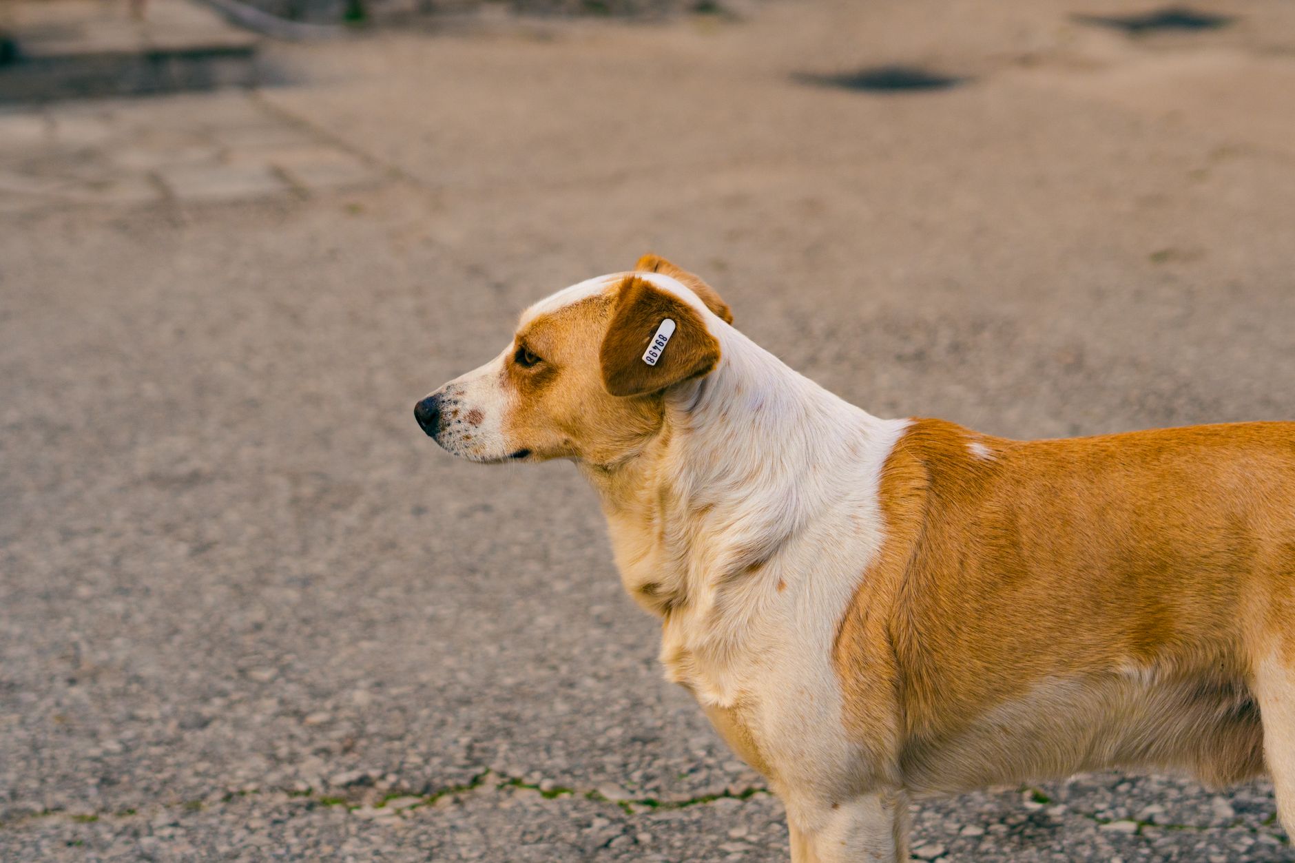 Portrait of a dog at a veterinary clinic
