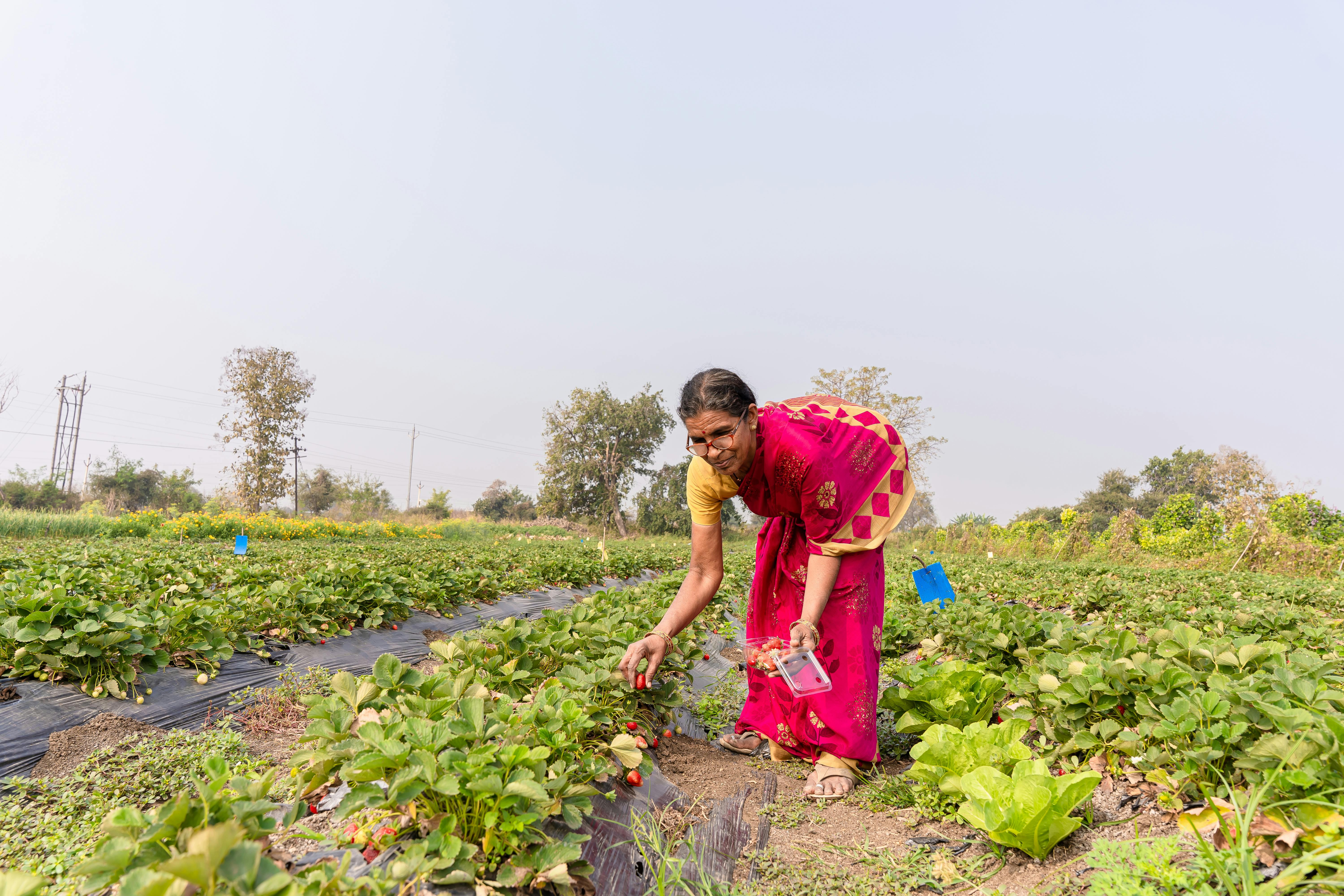 Biofarm insights image