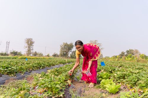Free A woman in traditional attire harvesting strawberries in Nagpur, India. Stock Photo