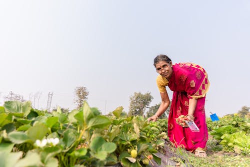 Farmers in India