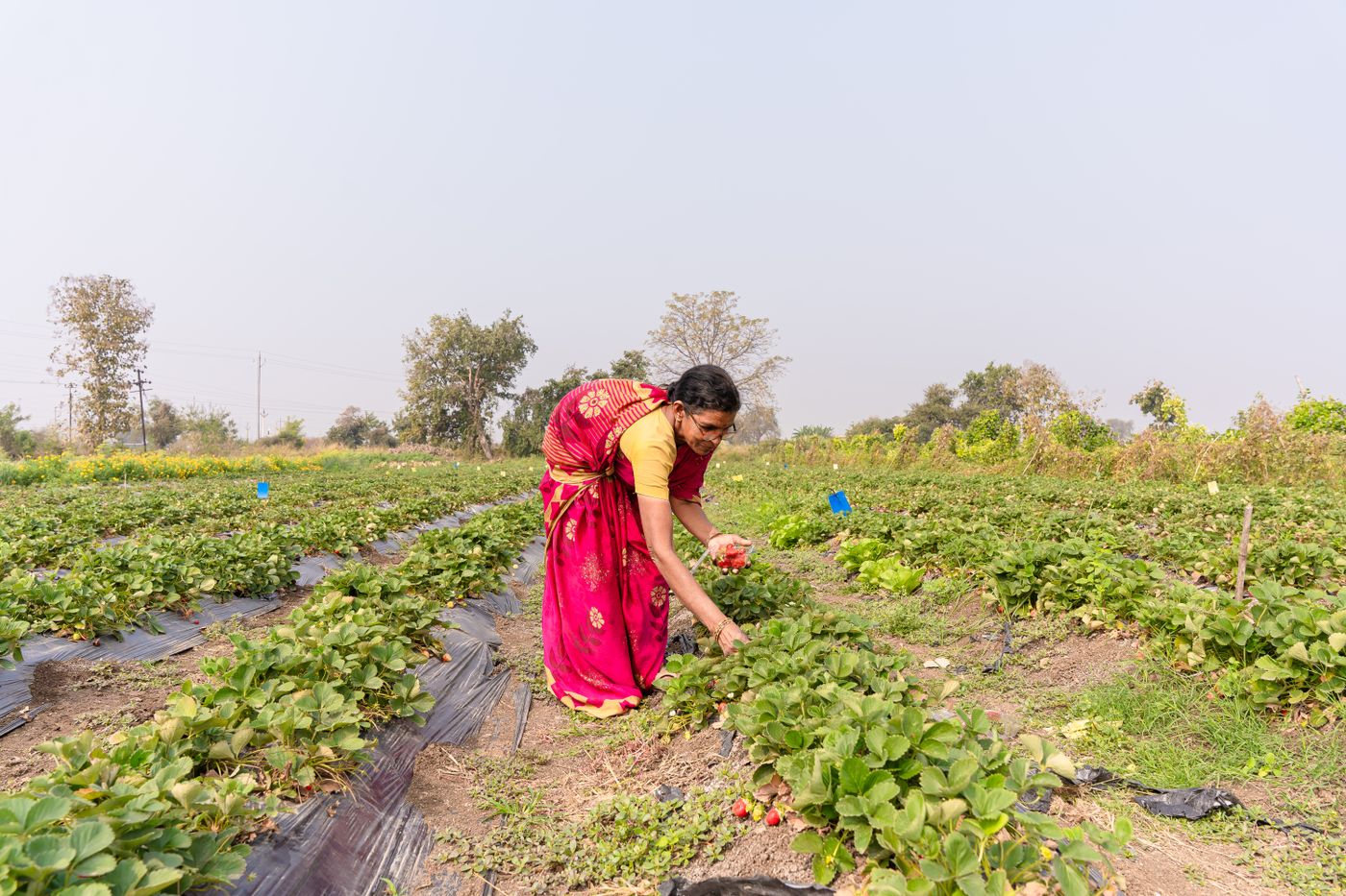 Woman working in a farm field