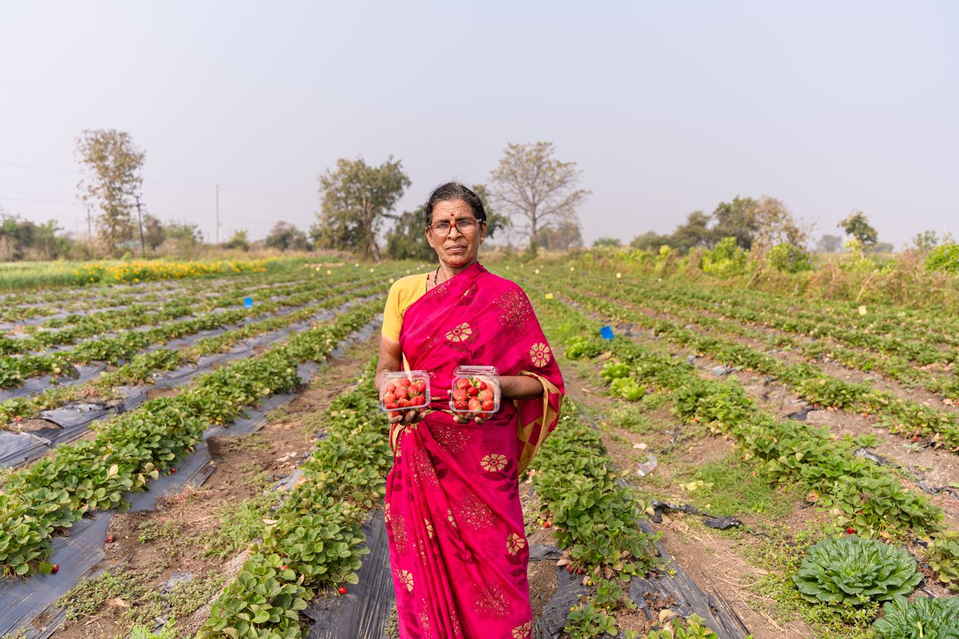 Indian farmer in a strawberry field