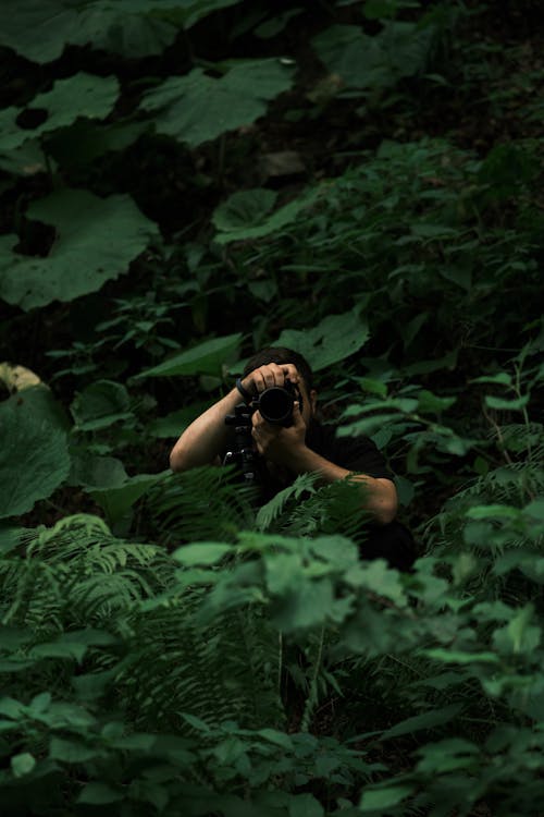 Δωρεάν στοκ φωτογραφιών με άνδρας, δασικός, ζούγκλα