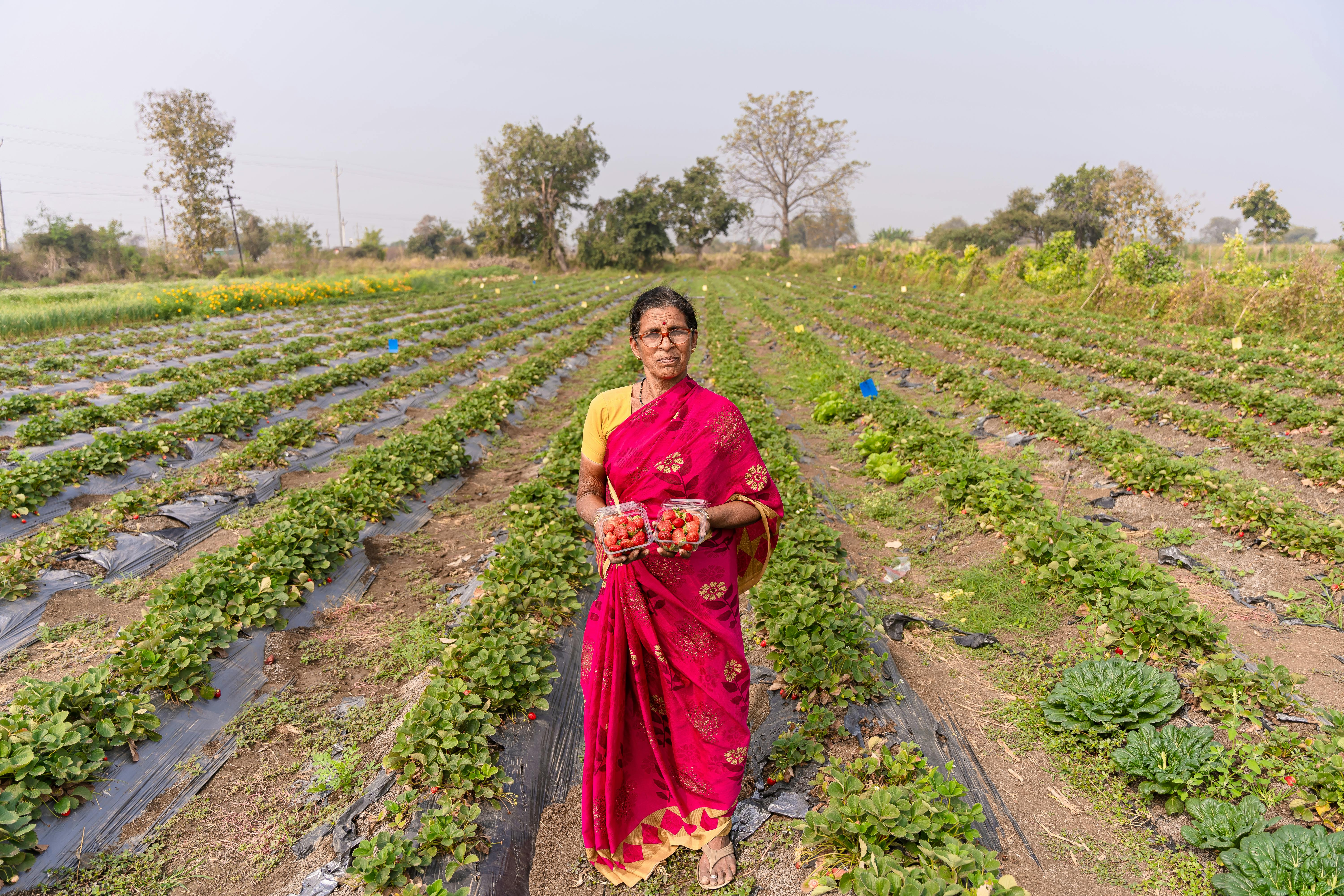 L'Inde sous le choc des produits américains : les agriculteurs locaux en première ligne