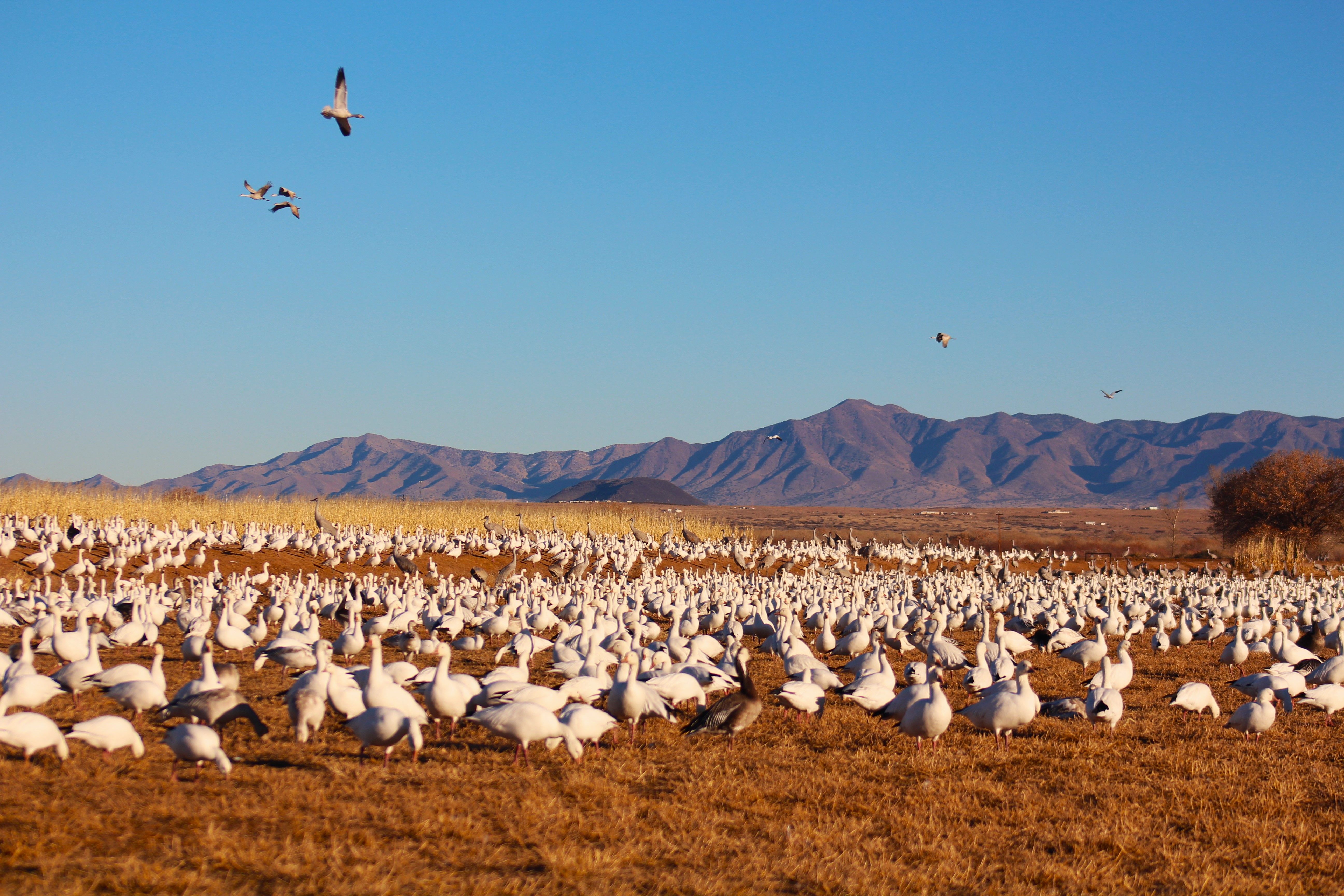 A vast flock of snow geese gathers in a rural field with distant mountains under a clear sky.