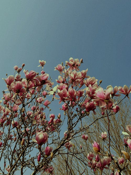 A tree with pink flowers against a blue sky