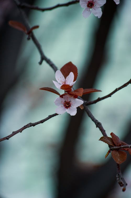 Fotobanka s bezplatnými fotkami na tému čerešňa, jar, kvety ovocných stromov