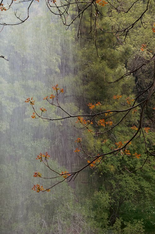 Foto profissional grátis de árvores, cachoeira, ecológico
