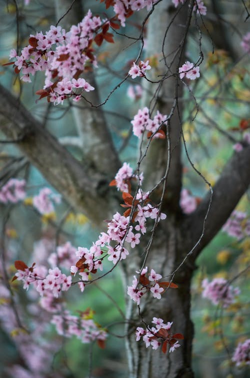 A pink tree with pink flowers and green leaves