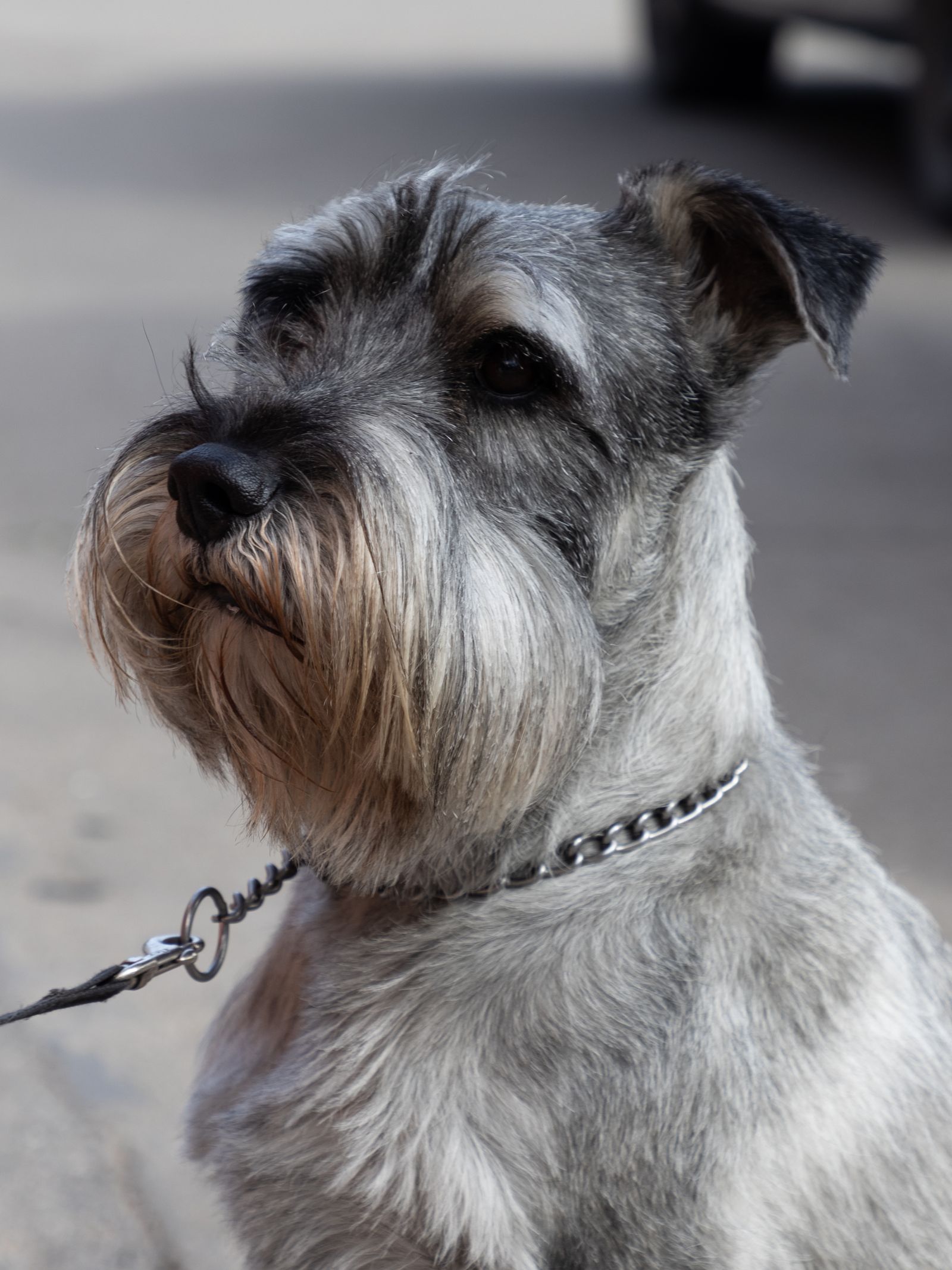 Adult black Giant Schnauzer portrait, photo on Pexels