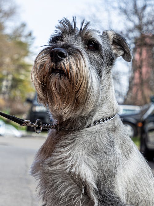 Free A gray and white dog with a leash on Stock Photo