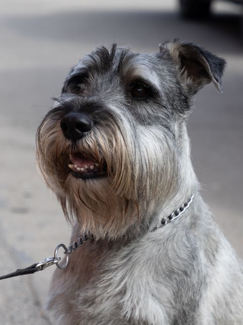 Free Close-up of a Miniature Schnauzer dog with leash, showcasing its expressive face and furry texture. Stock Photo