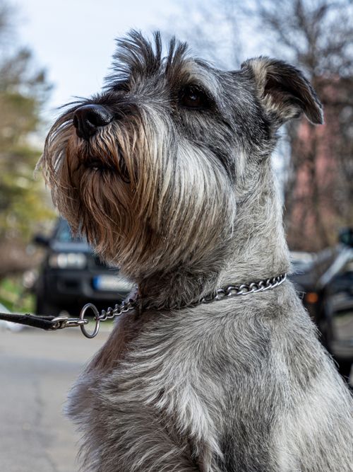 Free Gray Schnauzer dog on a leash, captured in a street setting showcasing its expressive face and textured fur. Stock Photo