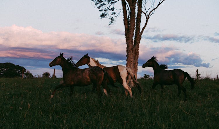 Photo Of Three Horses Running On Grass Field