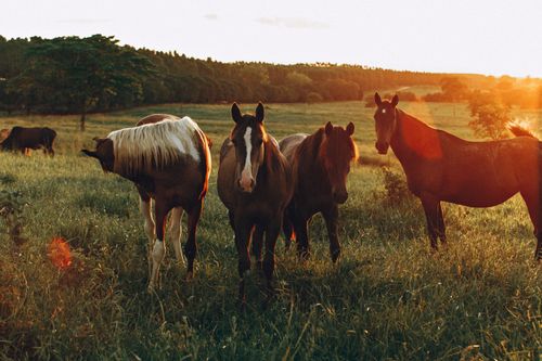 Free Serene image of horses grazing in a Belo Horizonte field at sunset. Stock Photo