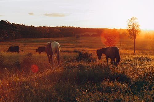 Photo of Horses Grazing in Grass Field