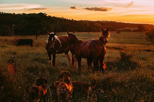 Photo of Horses and Dogs in Grass Field During Golden Hour