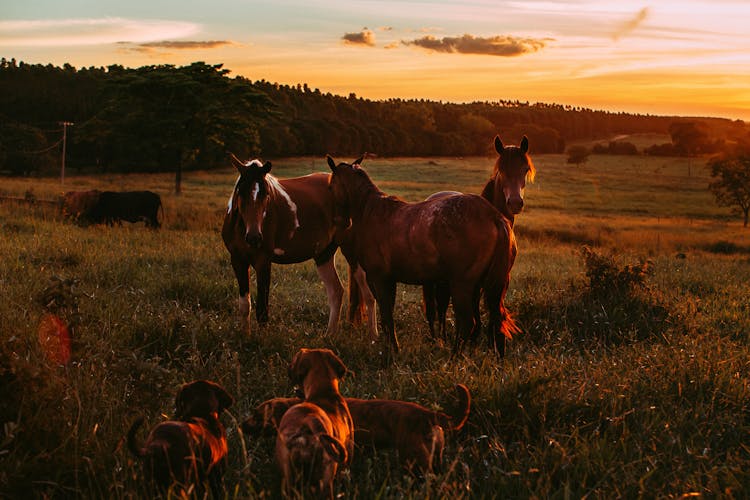 Photo Of Horses And Dogs In Grass Field During Golden Hour