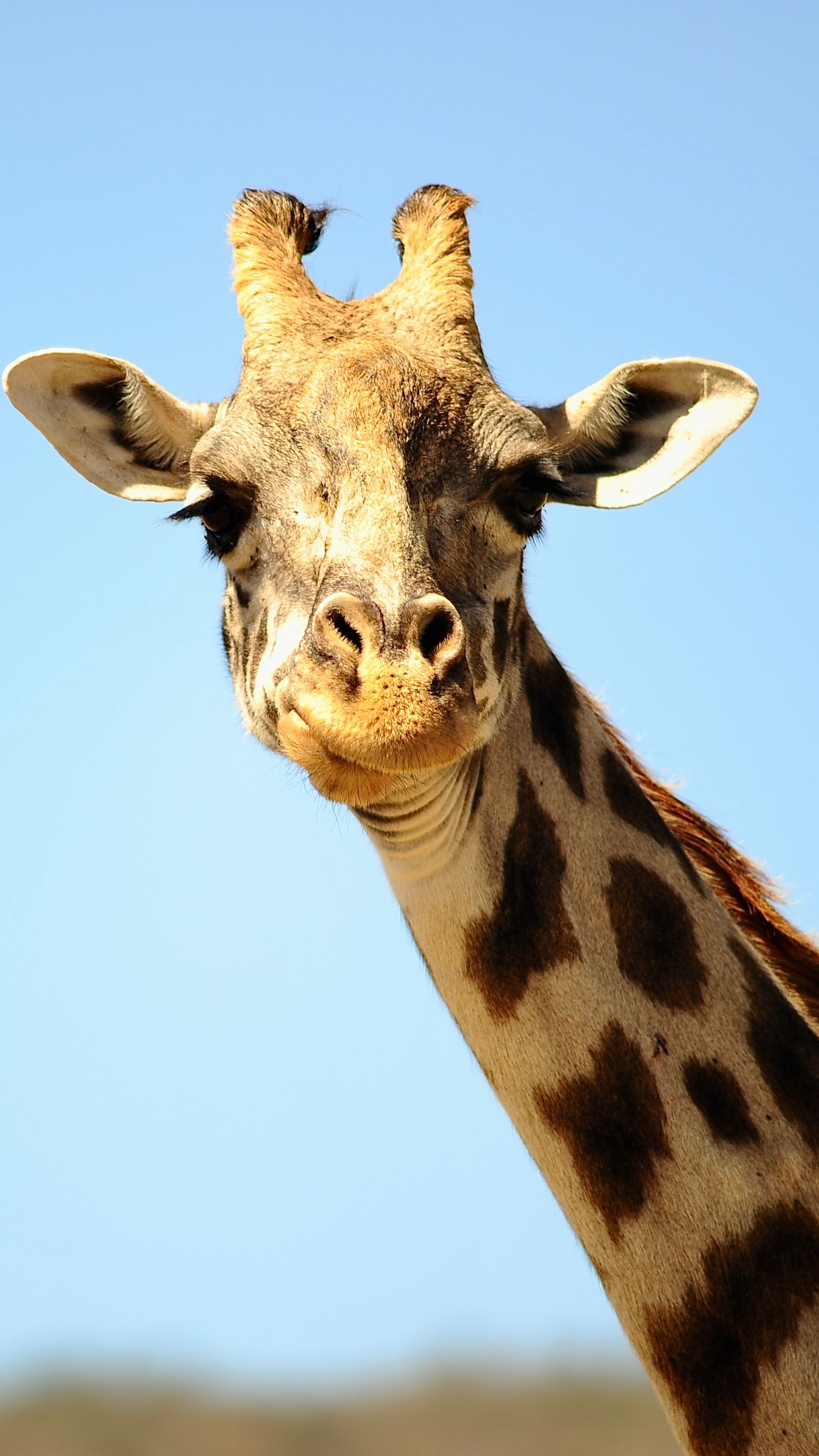 Head of Giraffe · Free Stock Photo