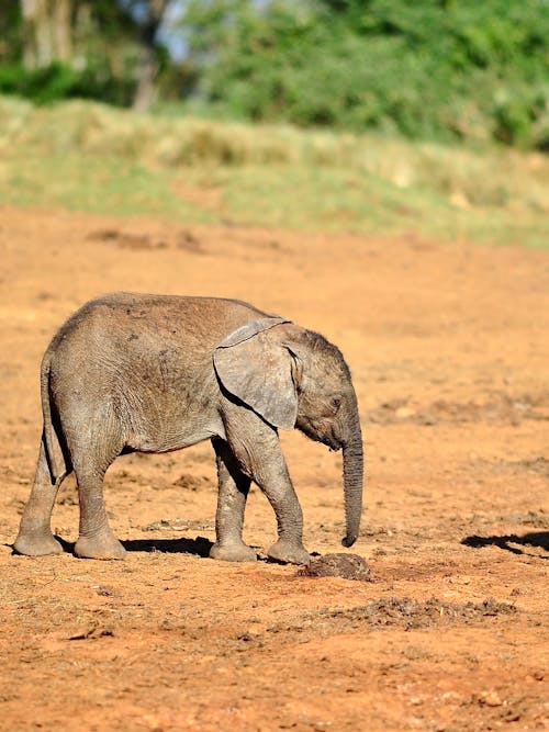 Imagine de stoc gratuită din a închide, african bush elephant, animal