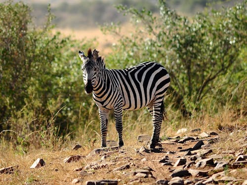 A zebra standing on a rocky hillside