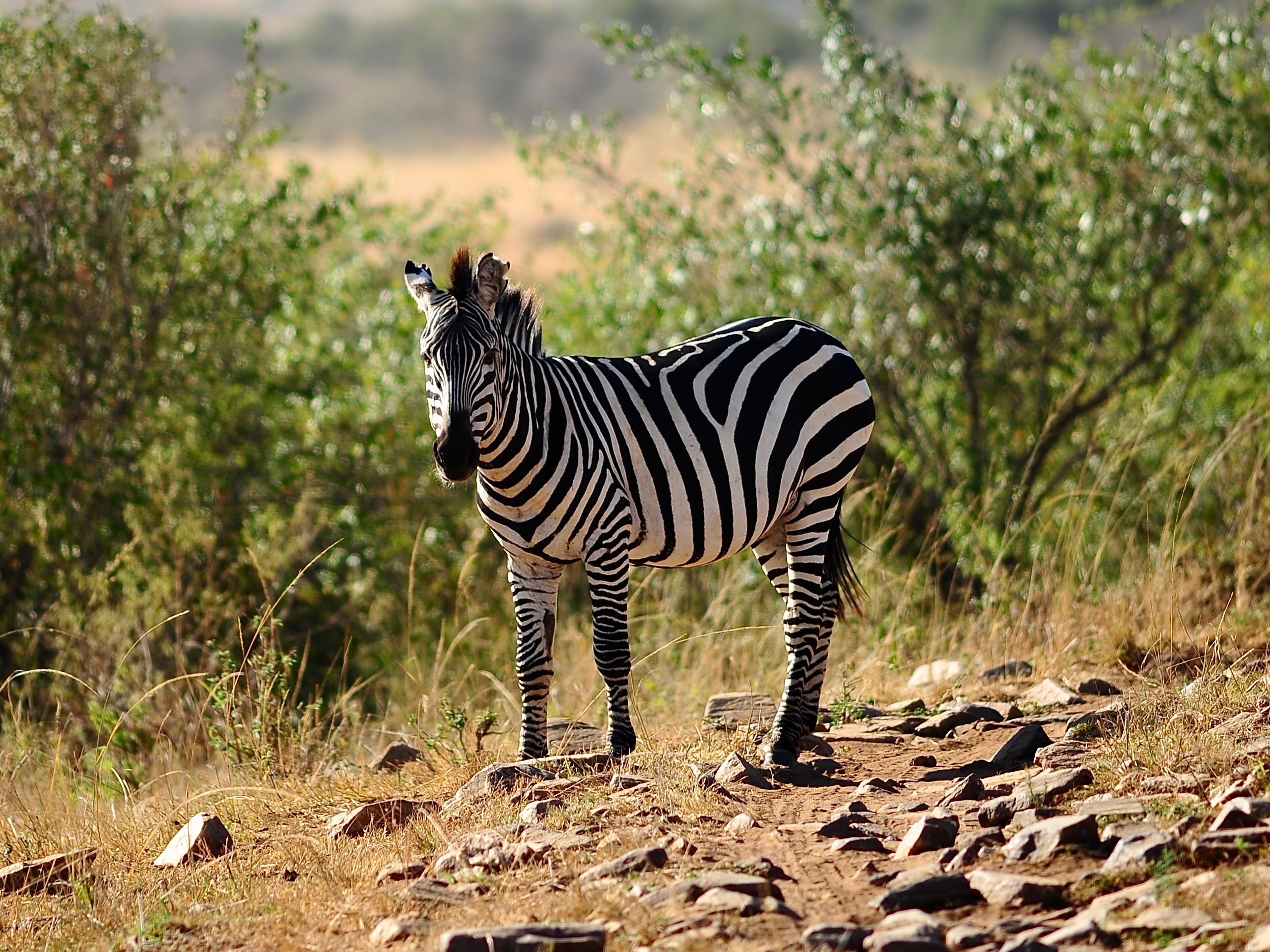 Close-up of a Zebra in Wilderness · Free Stock Photo