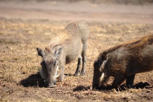 Free Two warthogs grazing on dry grassland, showcasing wildlife in a natural setting. Stock Photo