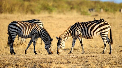 Two zebras are grazing in a field